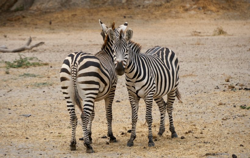 4-Day Tanzania Safari – Chaga Adventures (Tarangire & Ngorongoro)