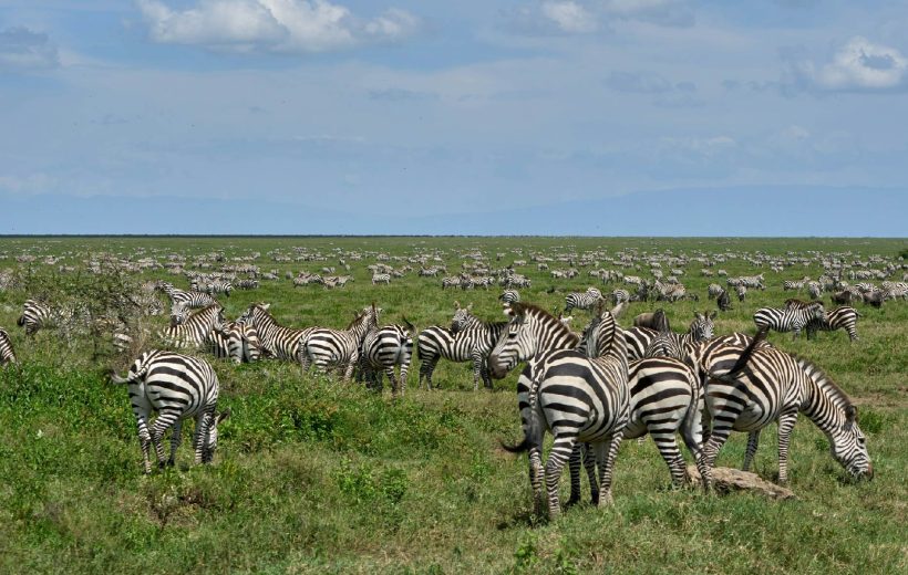 3 Day Luxury Tanzania Safari – Arusha, Tarangire & Ngorongoro Crater Experience