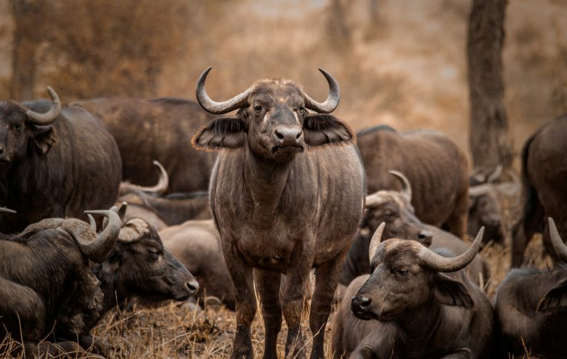 7-Day Tanzania Safari - Manyara, Serengeti, Ngorongoro Adventure