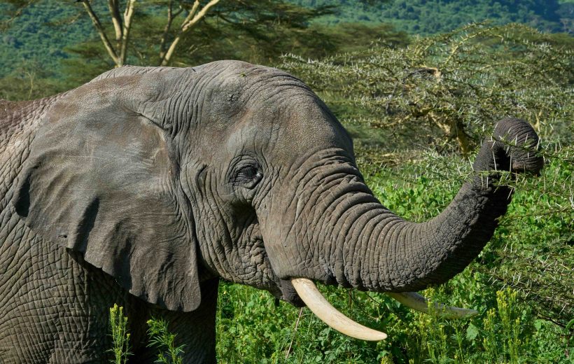 5 Day Tanzania Small Group Safari