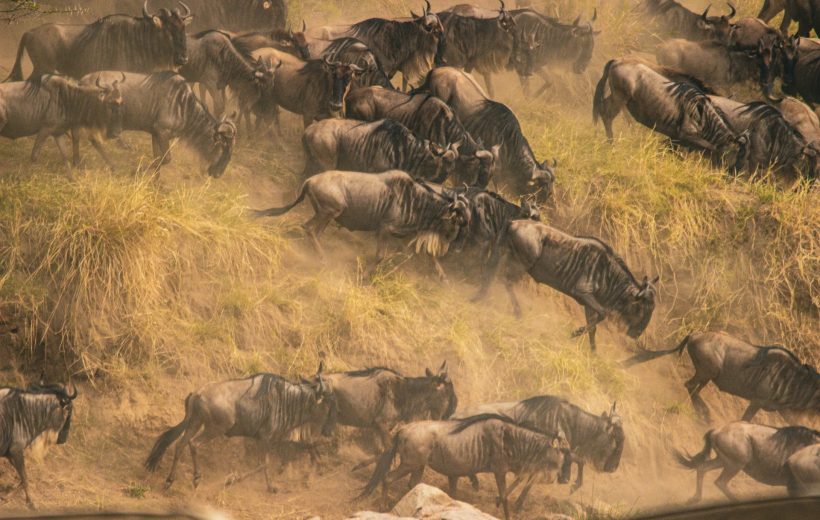 9 Days Wild Adventure(Great Wilderbeest Migration)